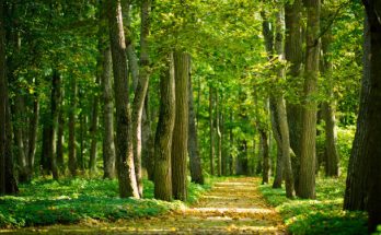 Erdővel álmodni mit jelent