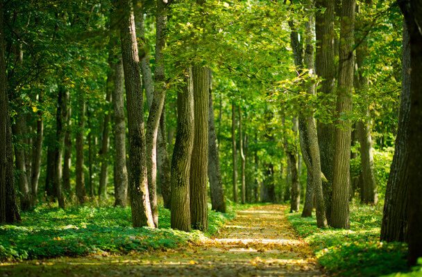 Erdővel álmodni mit jelent