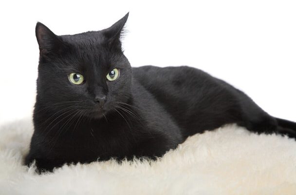 Fekete macskával álmodni, mit jelent?