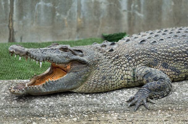 Krokodillal álmodni mit jelent