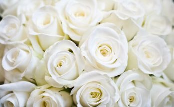 Fehér rózsáról álmodni mit jelent