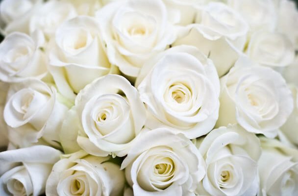 Fehér rózsáról álmodni mit jelent