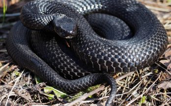 Fekete kígyóval álmodni mit jelent