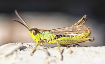 Tücsökkel álmodni mit jelent