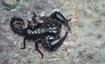 Fekete skorpióval álmodni mit jelent